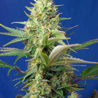 3 GRAINES SWEET PURE AUTO CBD