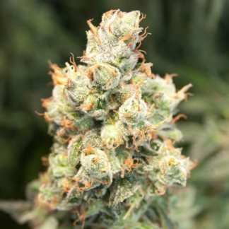 AUTO ORANGE BUD