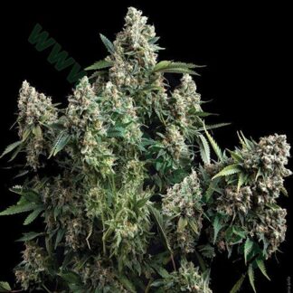 Shark-Pyramid-Seeds
