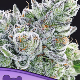 3 GRAINES FEM - SOUR BETTY