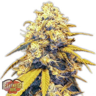 STRAWBERRY CAKE AUTO
