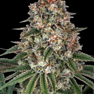 TROPICANNA BANANA