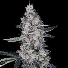 10 GRAINES FEM - WATERMELON MAN AUTO