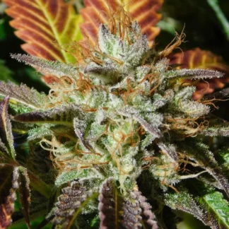 WEDDING COOKIES