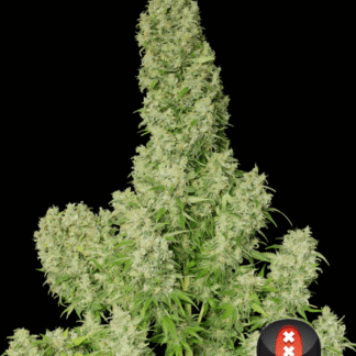 WHITE RUSSIAN