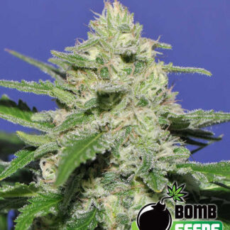 Widow-Bomb
