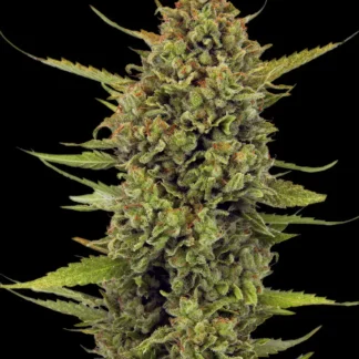 acapulco-gold