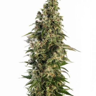 AFGHANI # 1 AUTO