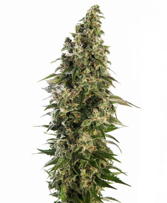 AFGHANI # 1 AUTO