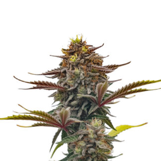 Afghan Kush x Skunk