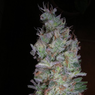 Graines de AK47 x Black Domina