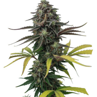 Apple Fritter Auto