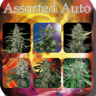 ASSORTED AUTO
