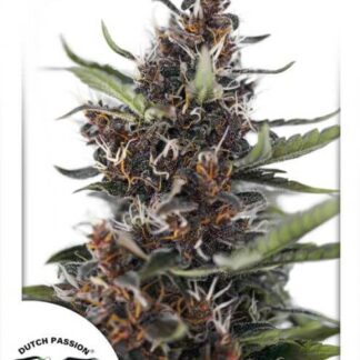 AUTO BLACKBERRY KUSH