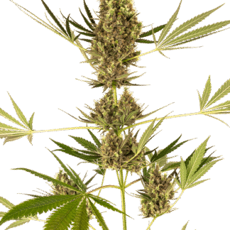 3 GRAINES ALPINE DELIGHT CBD AUTO