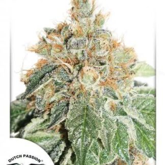 AUTO COLORADO COOKIES
