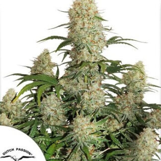 AUTO CRITICAL ORANGE PUNCH