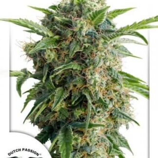 AUTO DAIQUIRI LIME