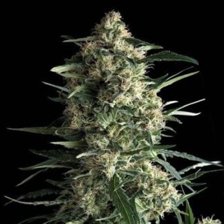 5 GRAINES FEM - AUTO GALAXY