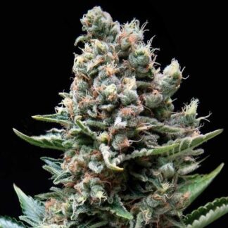 auto-nefertiti
