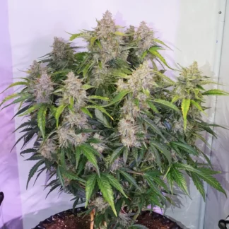 100 GRAINES AUTO SKYWALKER HAZE