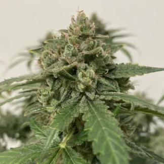 10 GRAINES AUTO STRAWBERRY BANANA