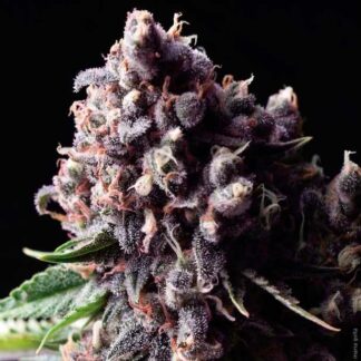 100 GRAINES AUTO PURPLE