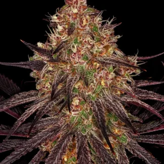 ayahuasca-purple