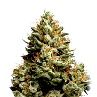 BushyMed CBD
