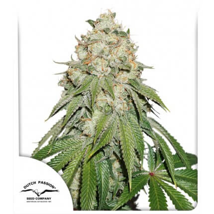 BANANA BLAZE