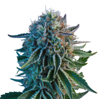 Blue Cheese Auto