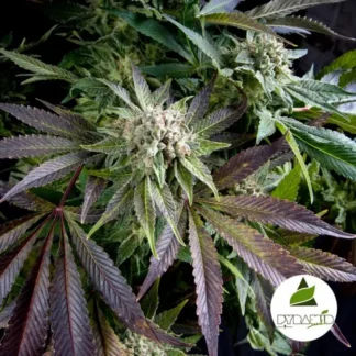 5 GRAINES FEM - BLUE PYRAMID