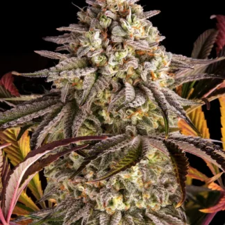 blue-sunset-sherbert