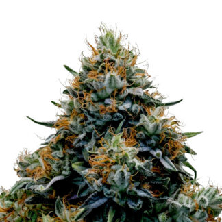 Blue Widow