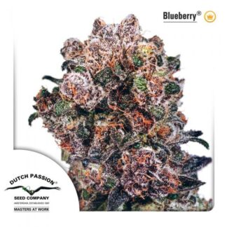 BLUEBERRY