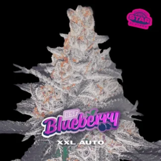 BLUEBERRY XXL AUTO