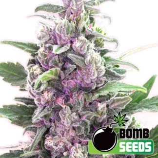 THC BOMB
