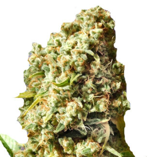 Bruce Banner Auto en Gros