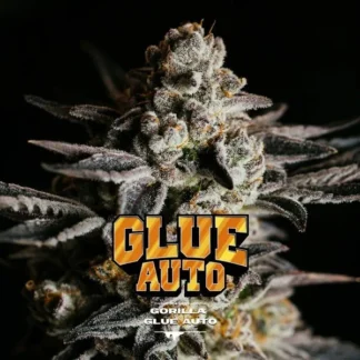 7 GRAINES FEM - GORILLA GLUE AUTO