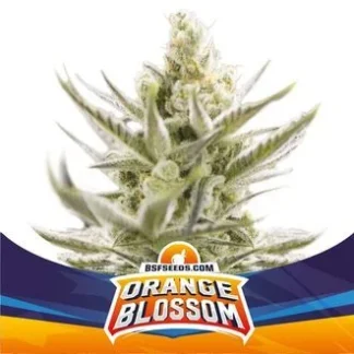 ORANGE BLOSSOM