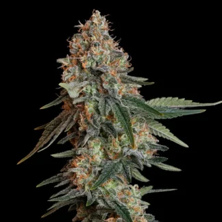 BUBBLE KUSH