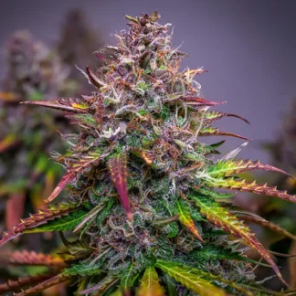 BUBBLE KUSH AUTOMATIC