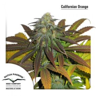 CALIFORNIAN ORANGE
