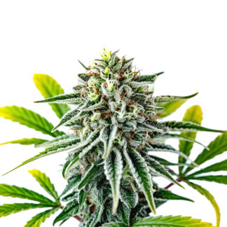 Candy Cream