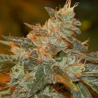 5 GRAINES FEM - CATARACT KUSH