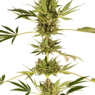 cbd-himalayan