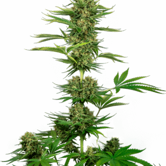 10 GRAINES FEM - SATIN BLACK DOMINA CBD