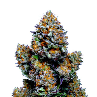 Chemdawg