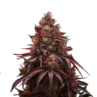 Cherry Pie