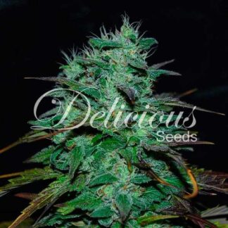 10 GRAINES FEM - CHOCOBANG (SATIVA LINE)